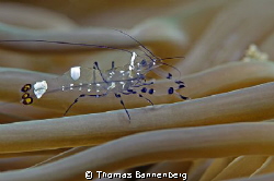 glass shrimp
NIKON D7000 in a Seacam "Prelude" uw housin... by Thomas Bannenberg 